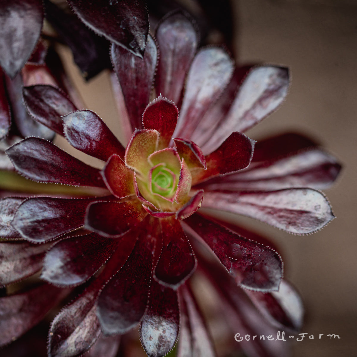 schwarzkopf succulent Aeonium arboreum 4in Schwarzkopf