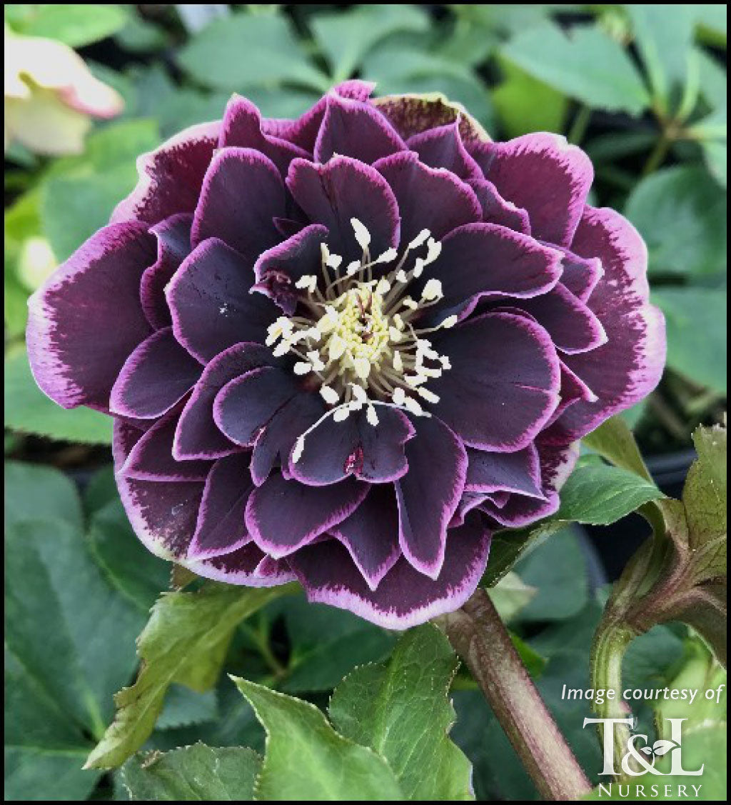 Helleborus North Star Plum 1gal – Cornell Farm