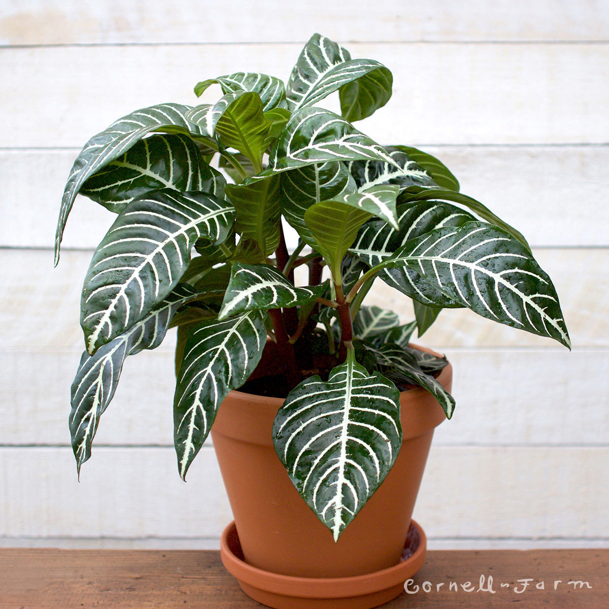 Aphelandra squarrosa 6in Zebra Plant