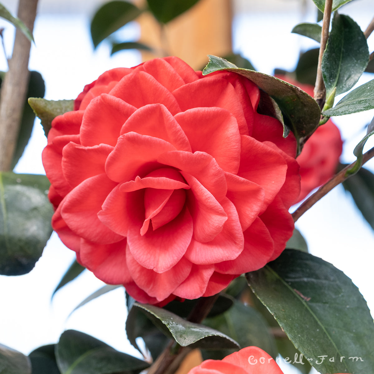 Camellia j. Tom Knudsen 5gal – Cornell Farm