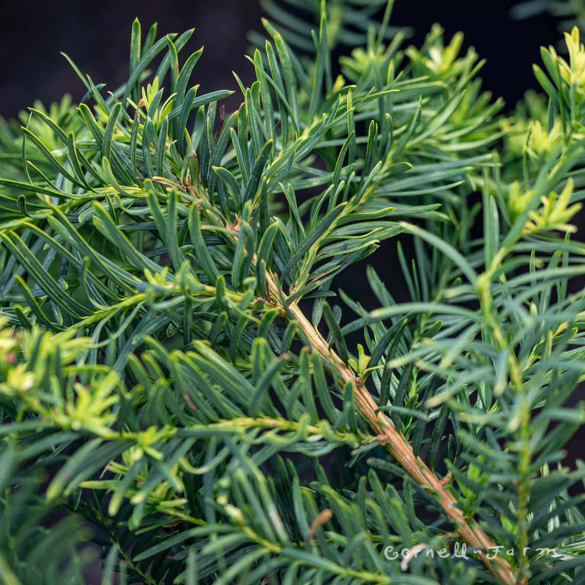 Taxus x media Densiformis 5gal Yew