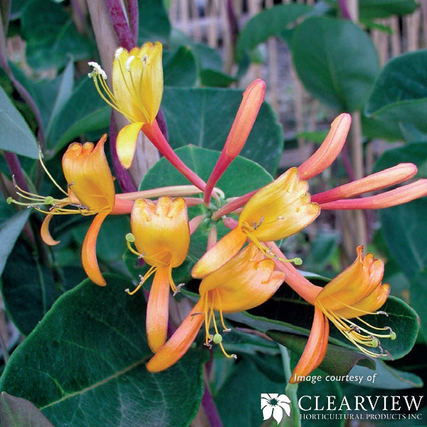 Lonicera a. Henryi 1gal Honeysuckle Vine