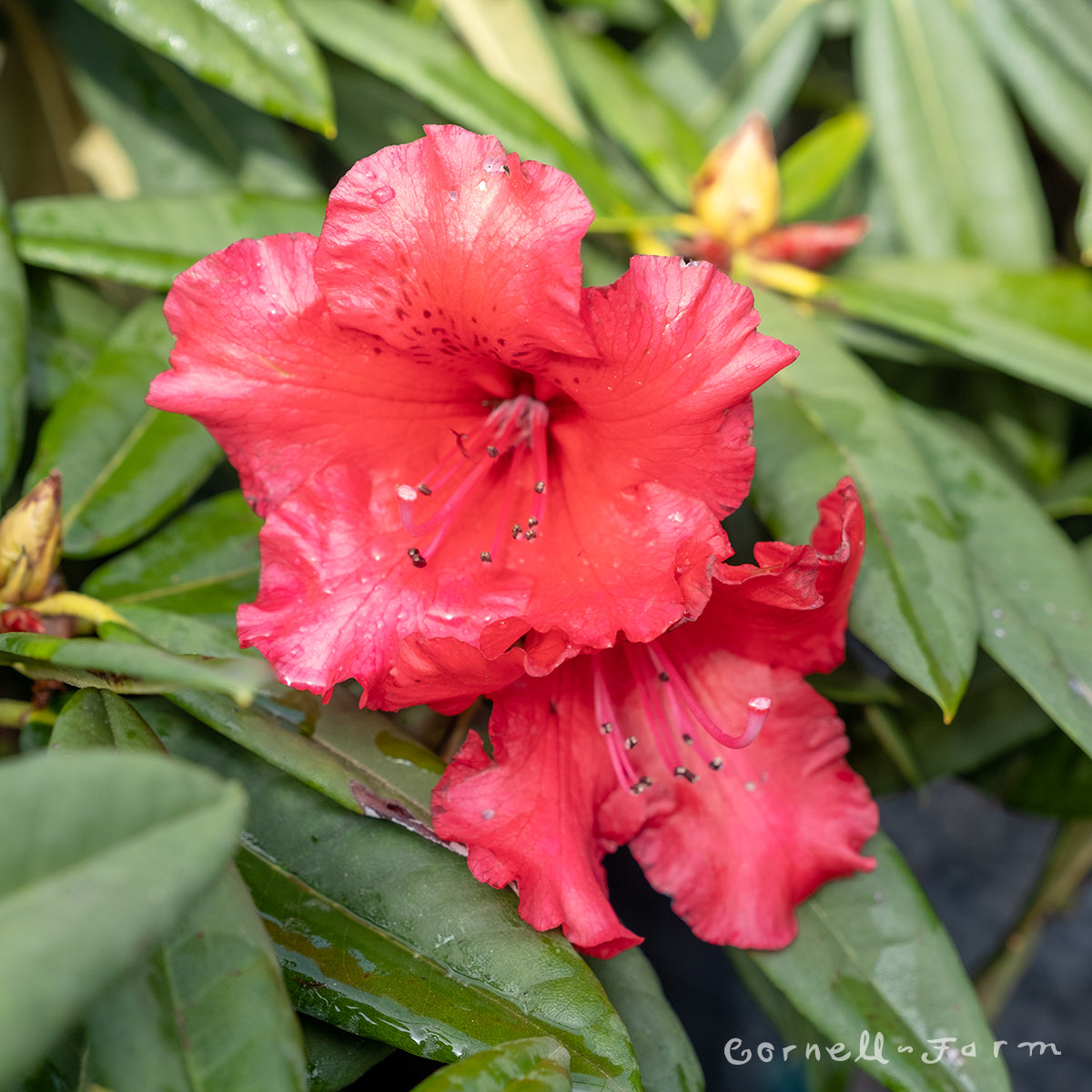 Rhododendron Taurus 24-30in. – Cornell Farm