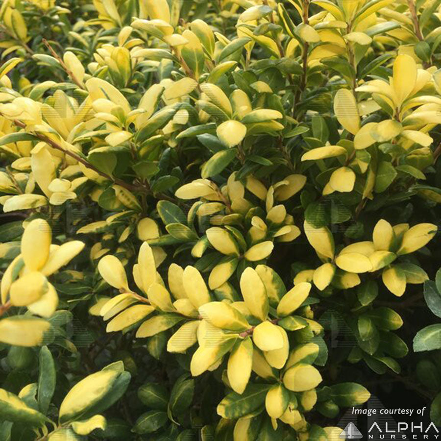 Ilex crenata Drops of Gold 2gal Japanese Holly – Cornell Farm