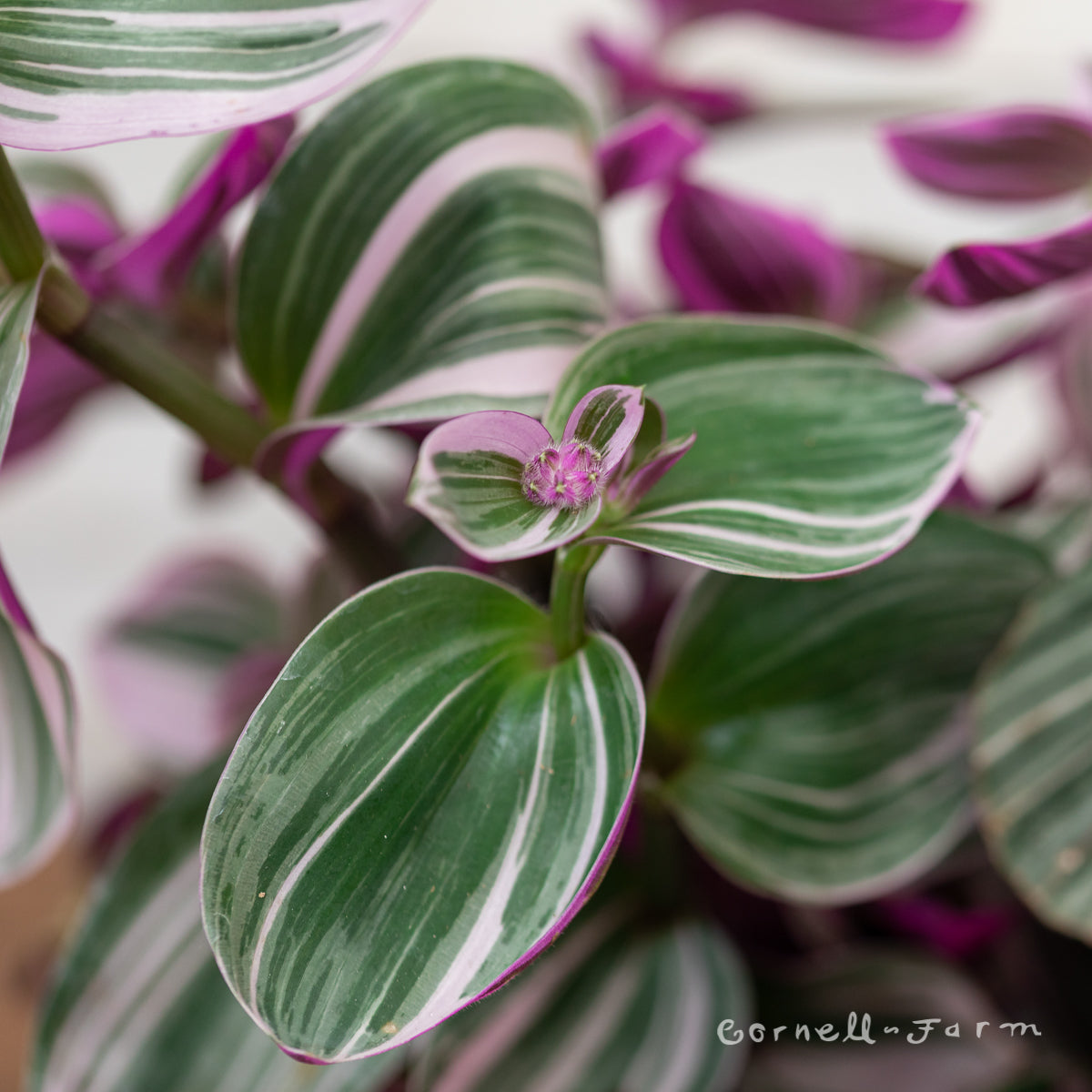 Tradescantia albiflora 6in Nanouk – Cornell Farm