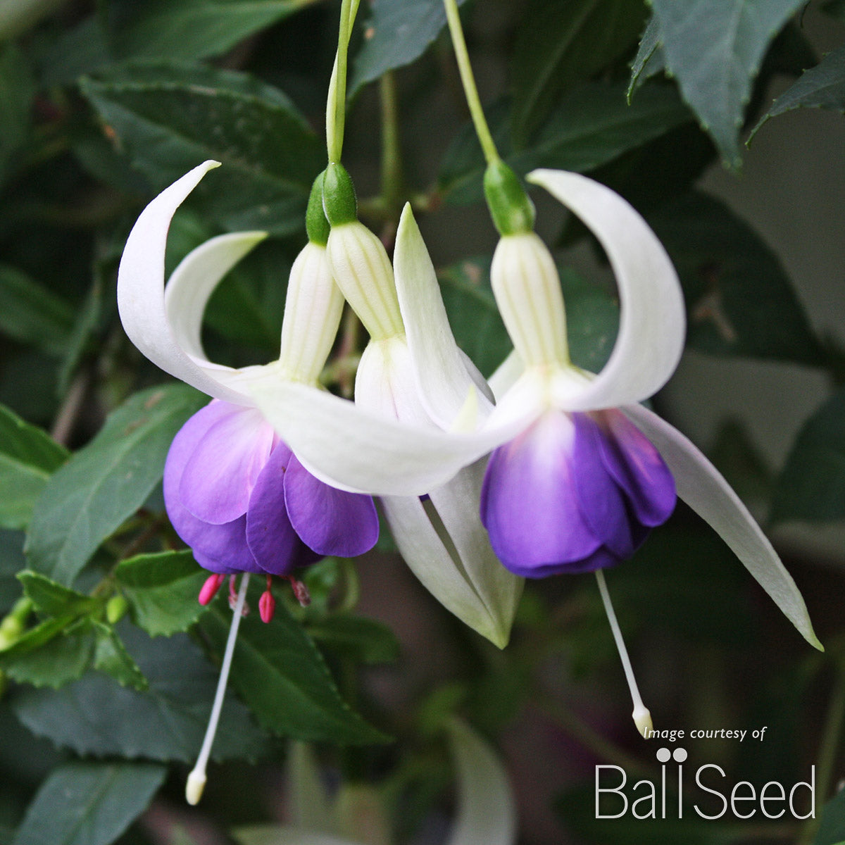sara seed plant Fuchsia Delta's Sarah 1gal Hardy – Cornell Farm