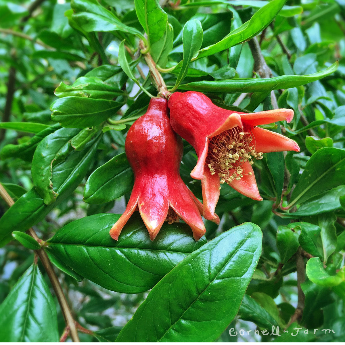 Live Pomegranate 'Wonderful' Fruit Tree - Sweet Edible Berries, Home Garden Plant - View #2