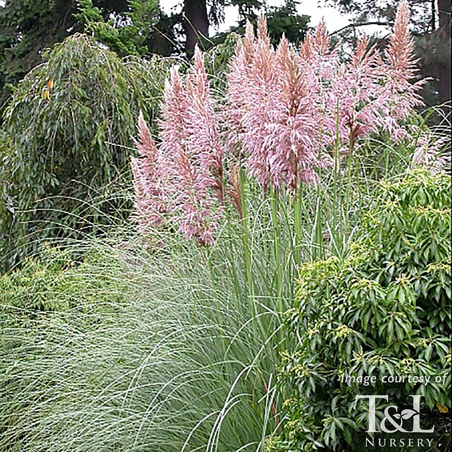 Cortaderia selloana Pink Feather 1gal Pampas Grass  Cornell Farm
