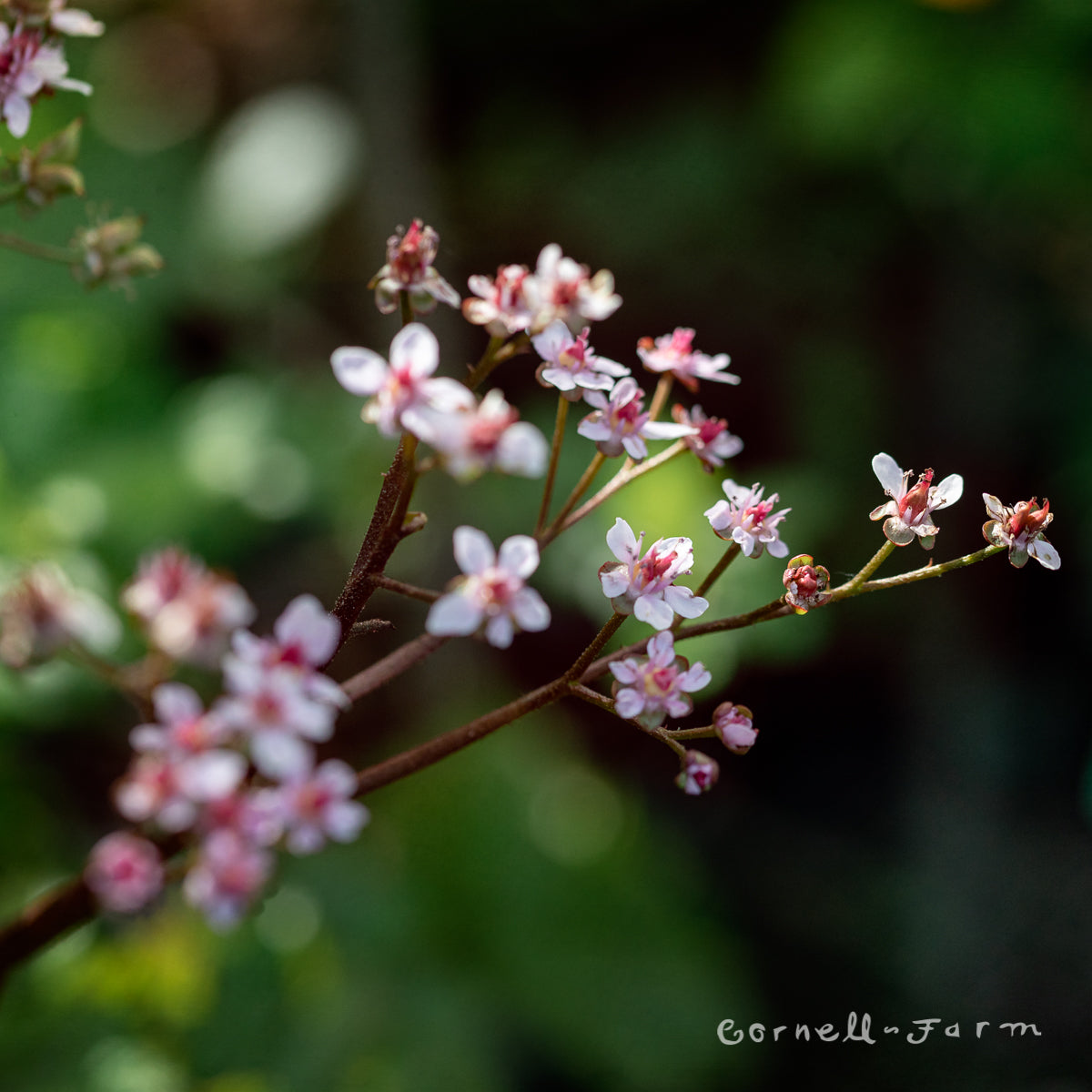 darmera plant Darmera peltata 1gal. Indian Rhubarb. Umbrella Plant