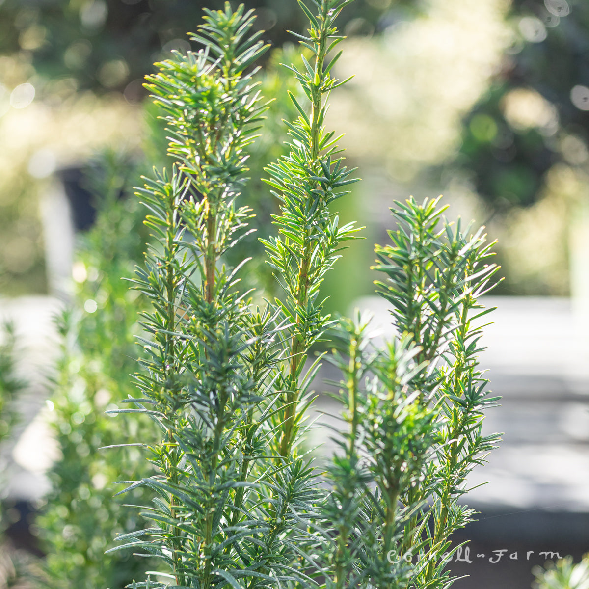 Taxus x. Maureen 10gal Yew