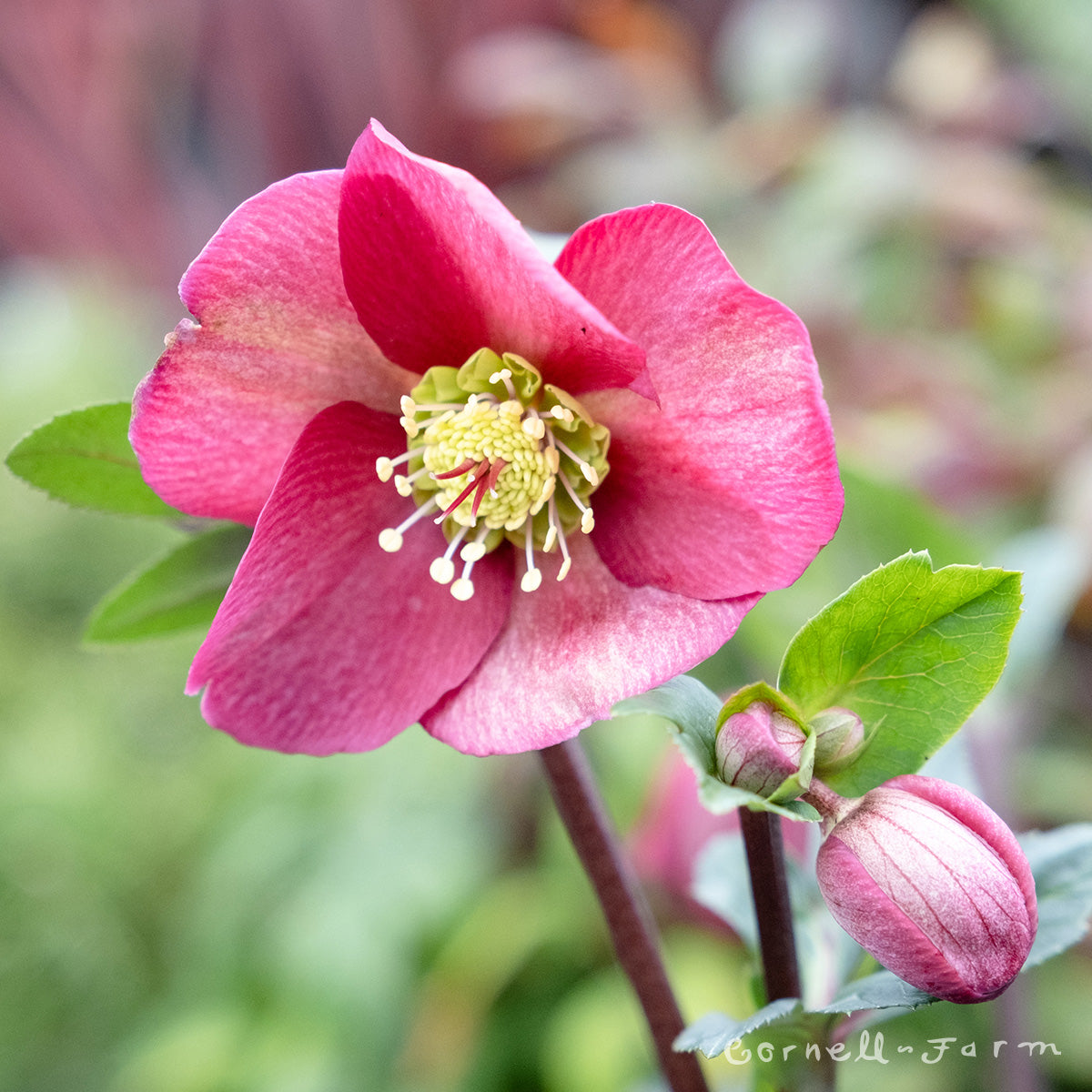 Helleborus Ice N' Roses Bennotta HGC – Cornell Farm