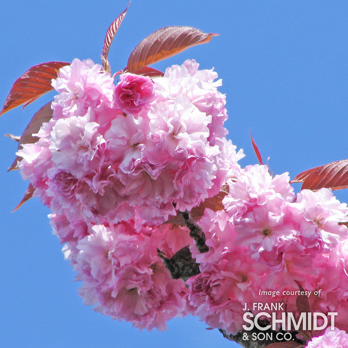 Prunus s. Kwanzan 15gal Ornamental Double Flowering Cherry