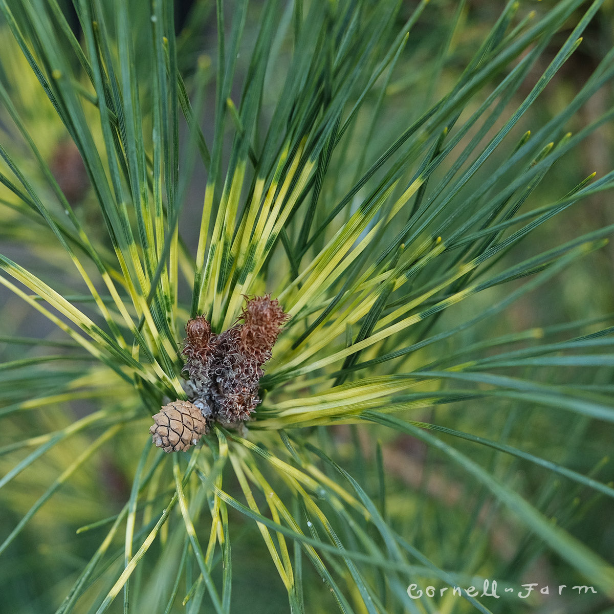 Pinus densiflora Oculus Draconis 1gal Red Pine