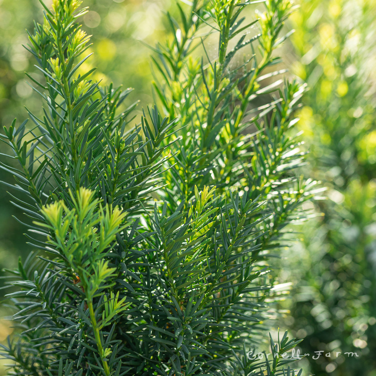 Taxus x media Hicksii 4in Yew