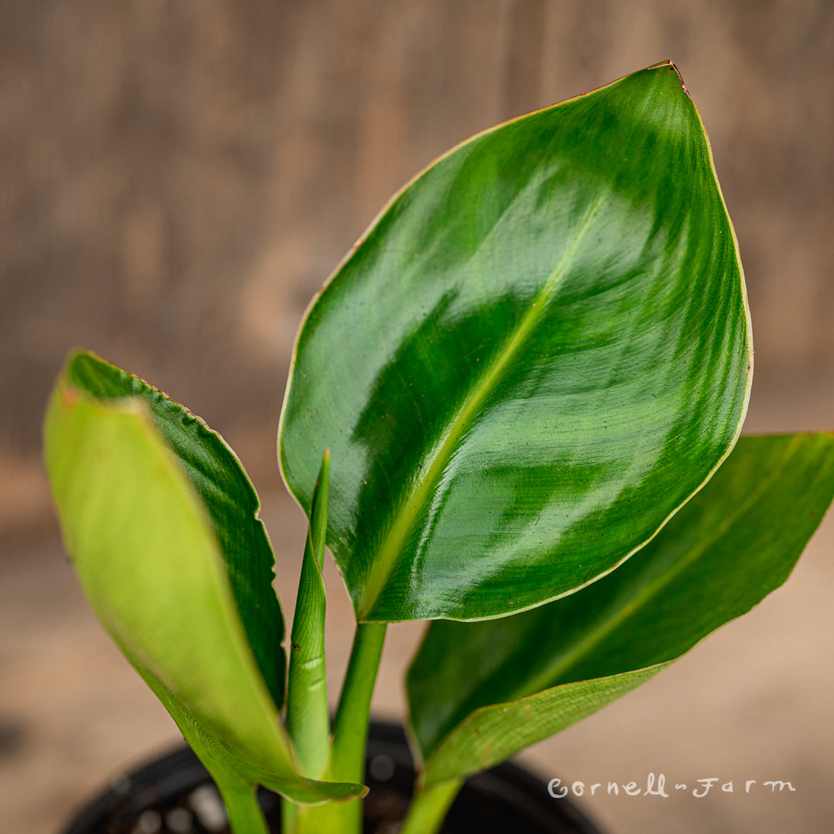 Strelitzia nicolai 4in White Bird of Paradise