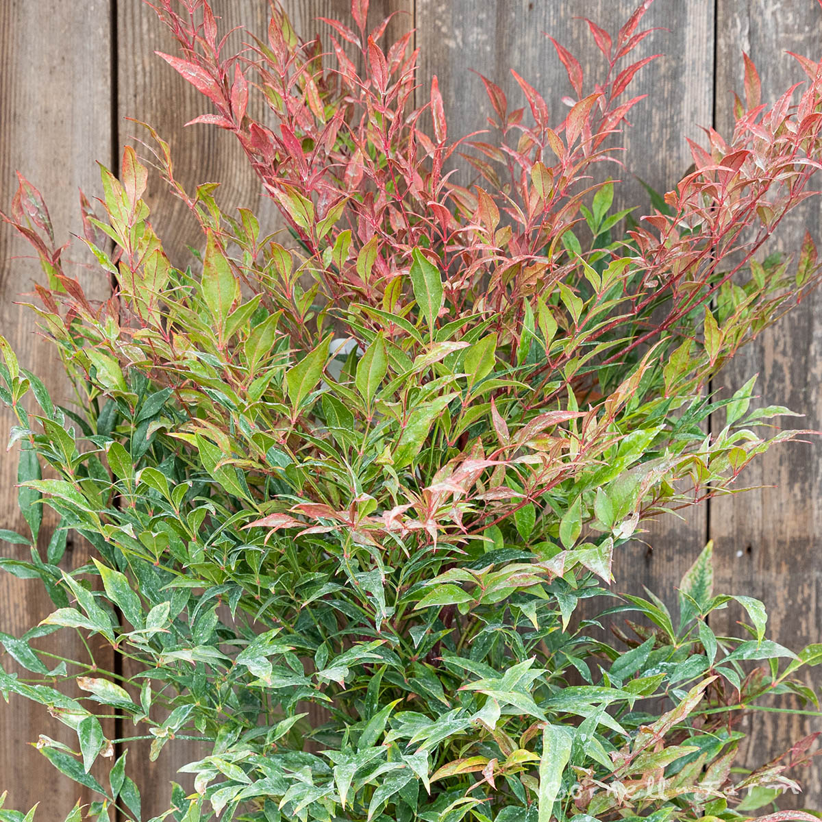 Nandina d. Tuscan Flame 2gal Heavenly Bamboo – Cornell Farm