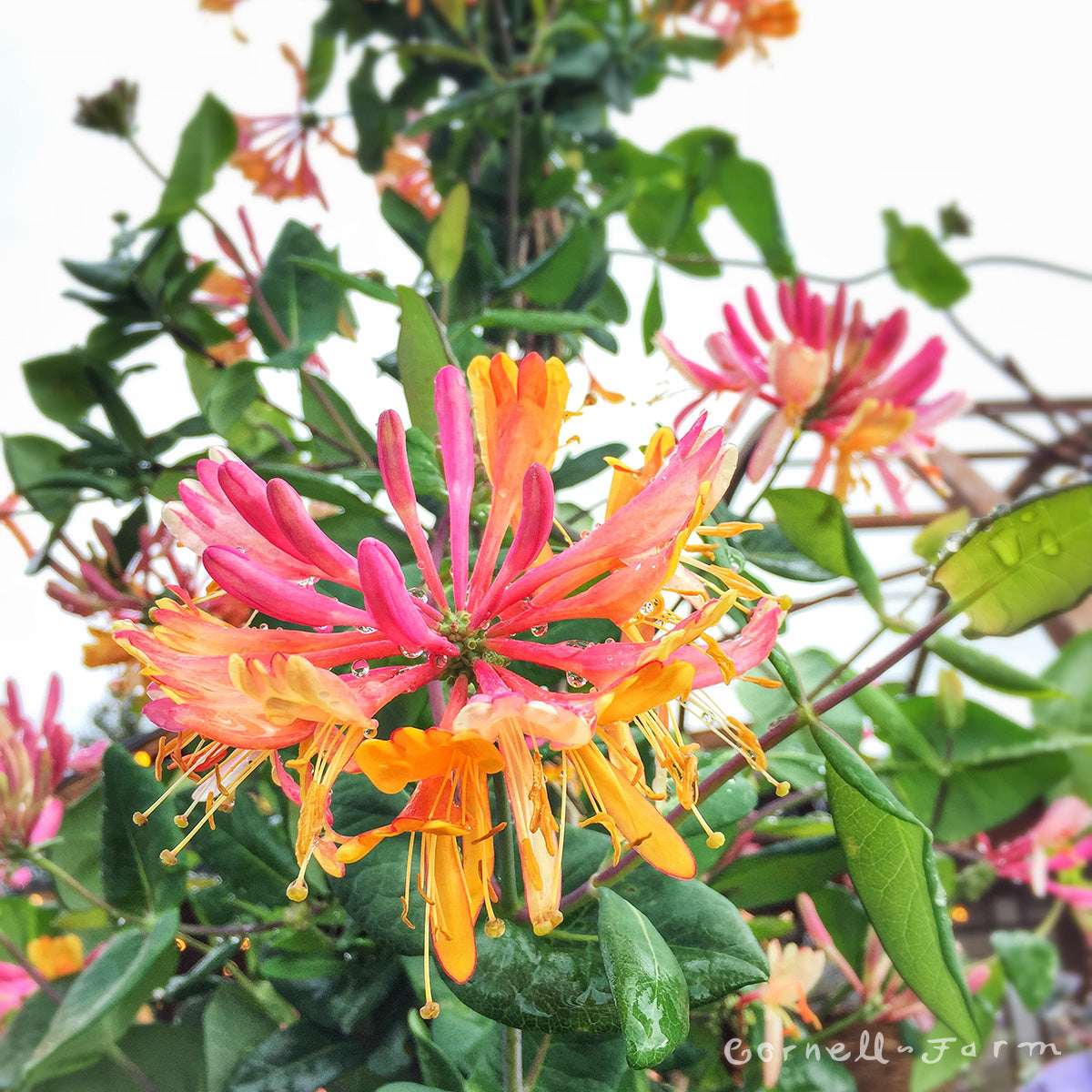 Lonicera x h. Goldflame 2gal ST