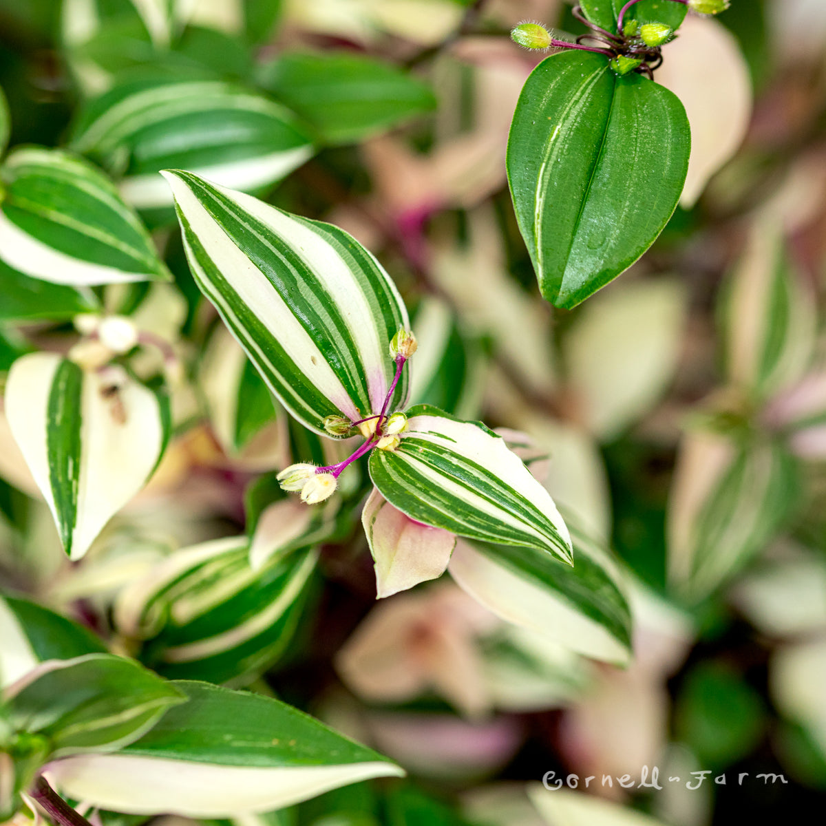 Tradescantia fluminensis 6in Pink Variegated Tricolor