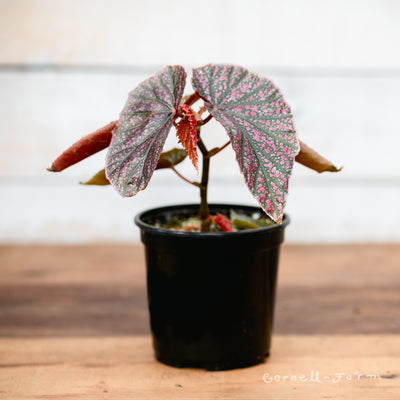 Begonia fibrous 4in Pink Mink