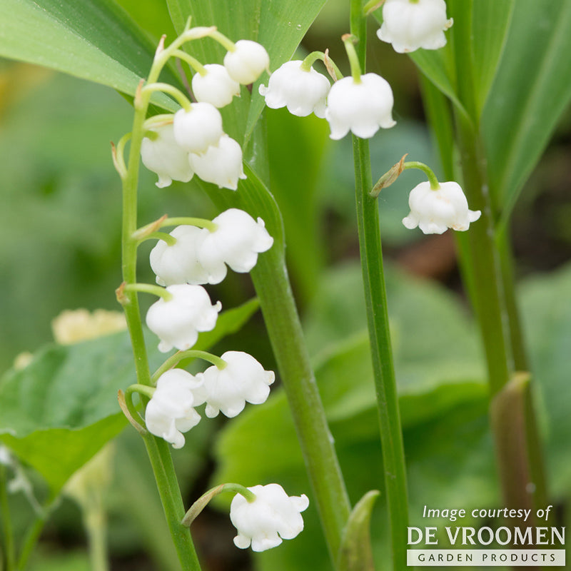 Convallaria m. Lily of the Valley 4.25in CF 3/pot – Cornell Farm