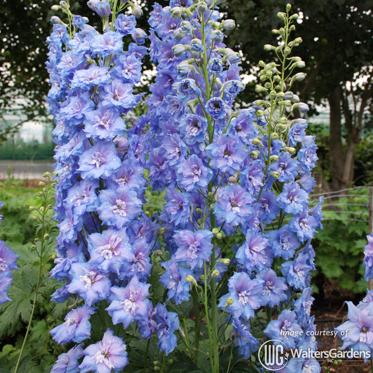 Delphinium NM Blue Lace 1gal New Millennium CF – Cornell Farm