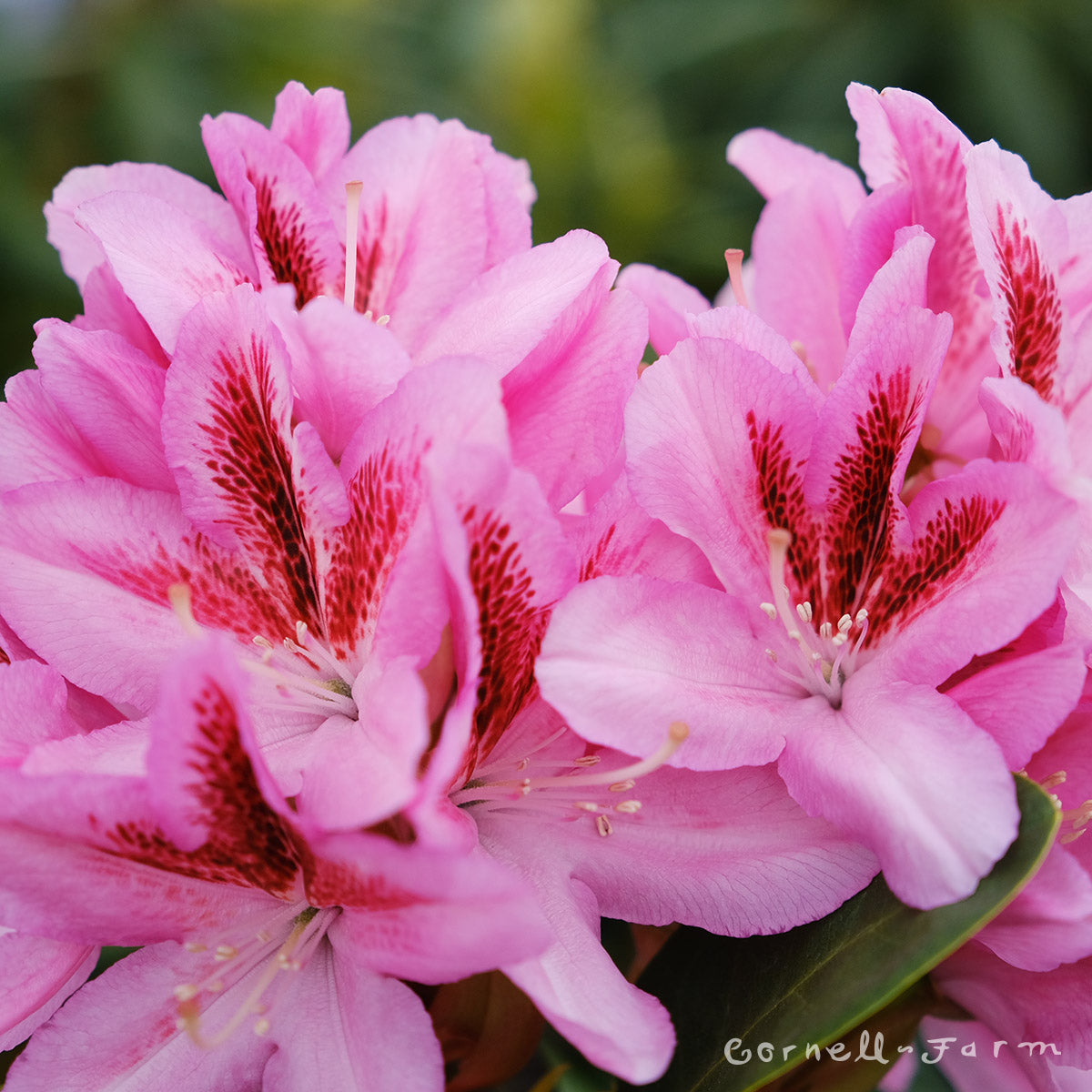 rhododendron hybrid furnivals daughter Rhododendron Furnival's Daughter 2gal