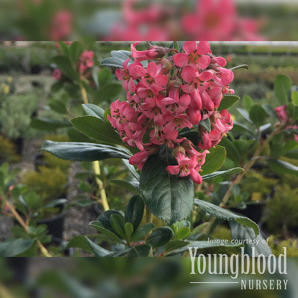 Escallonia fradesii Pink Princess 5gal