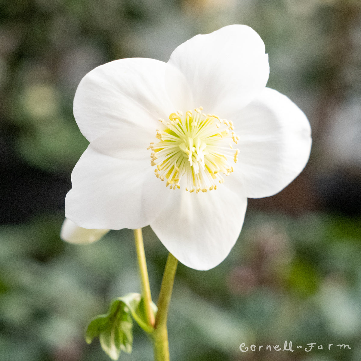 Helleborus n. Jesko GC 1gal – Cornell Farm