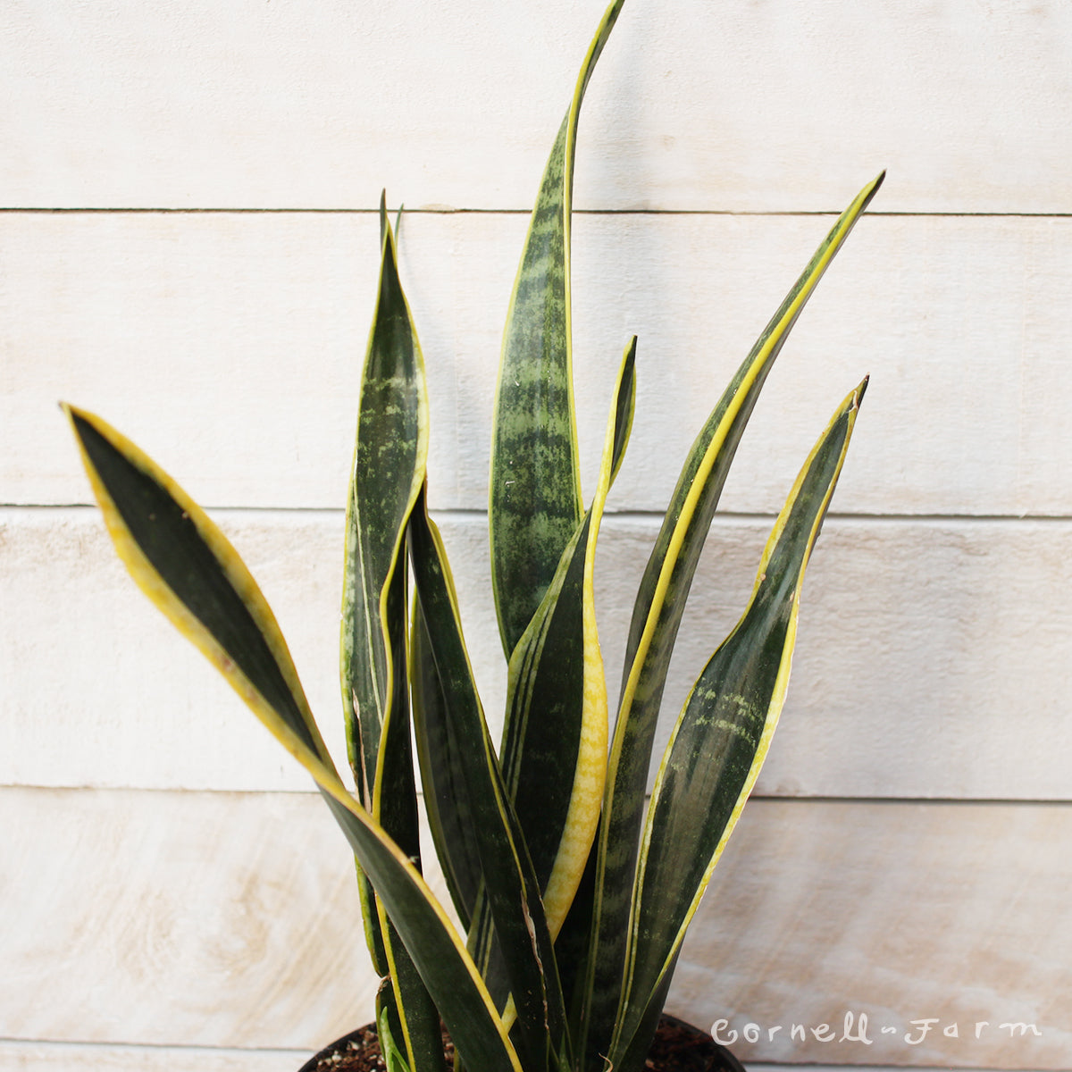 Sansevieria trifasciata 6in Black Gold snake plant – Cornell Farm