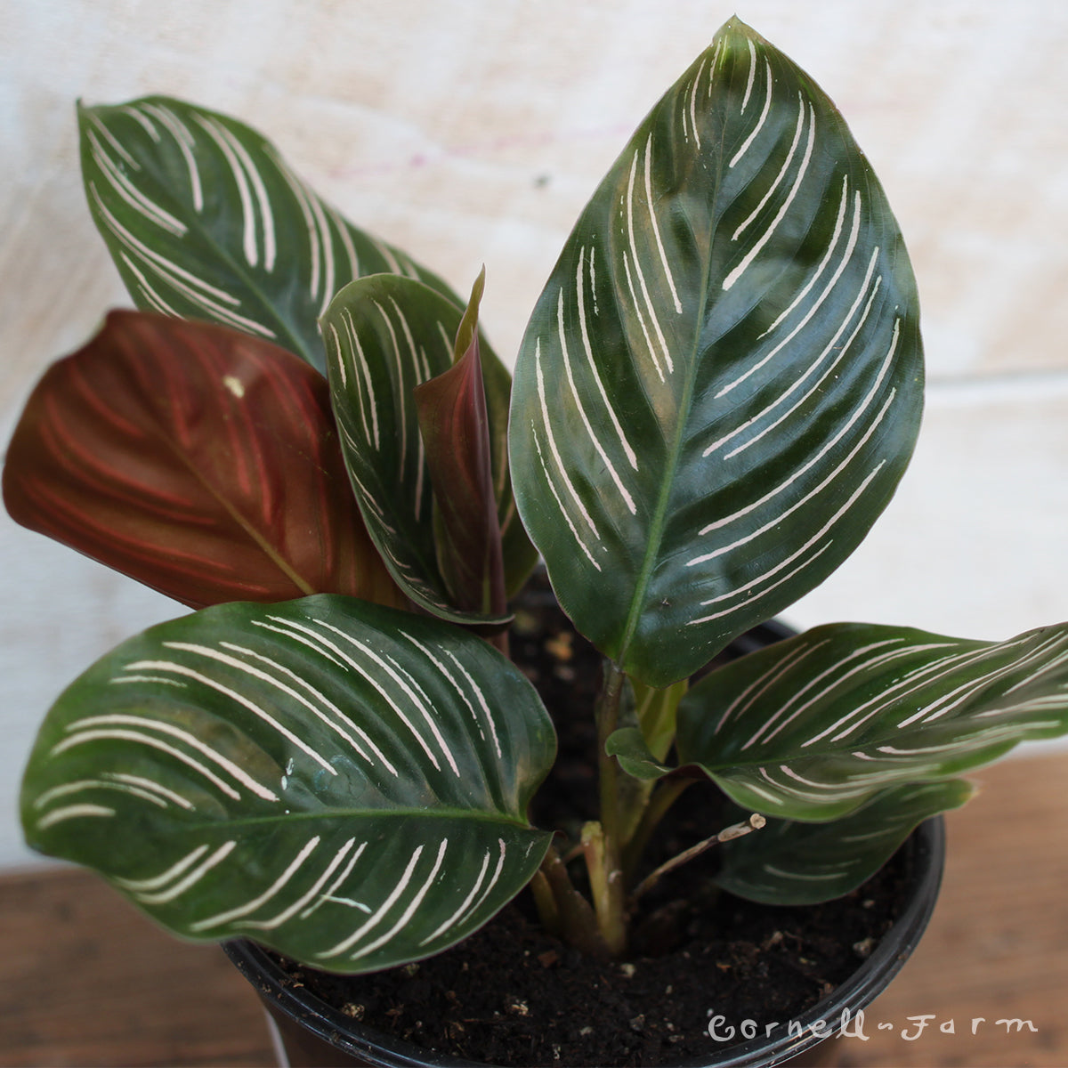 calathea nega Calathea ornata 4in