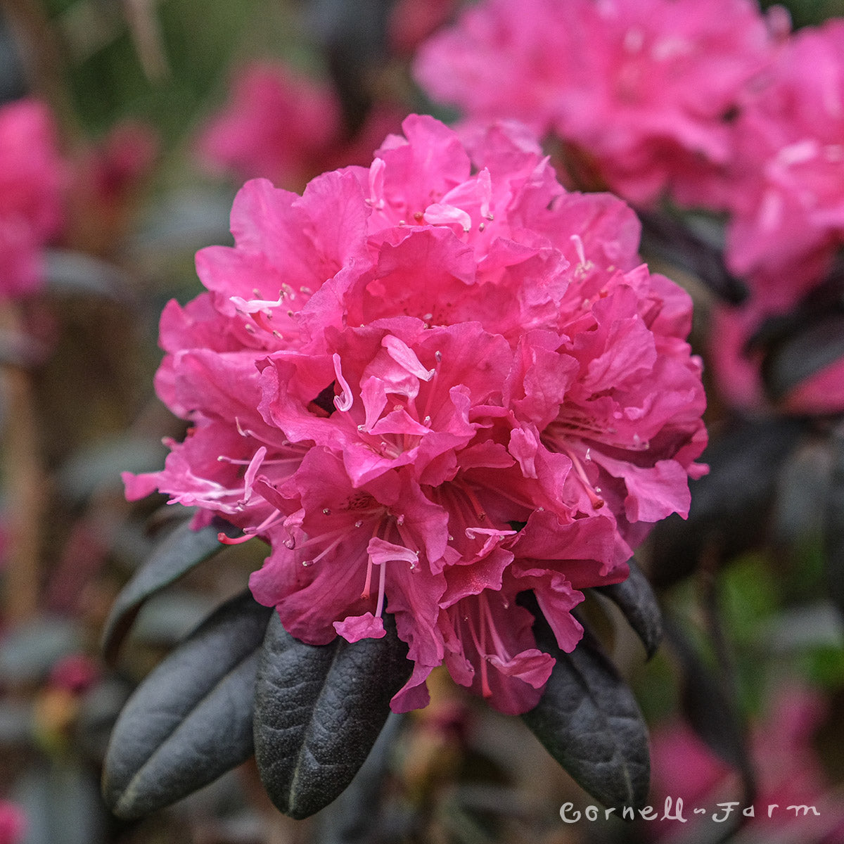 Rhododendron Landmark PJM 5gal – Cornell Farm