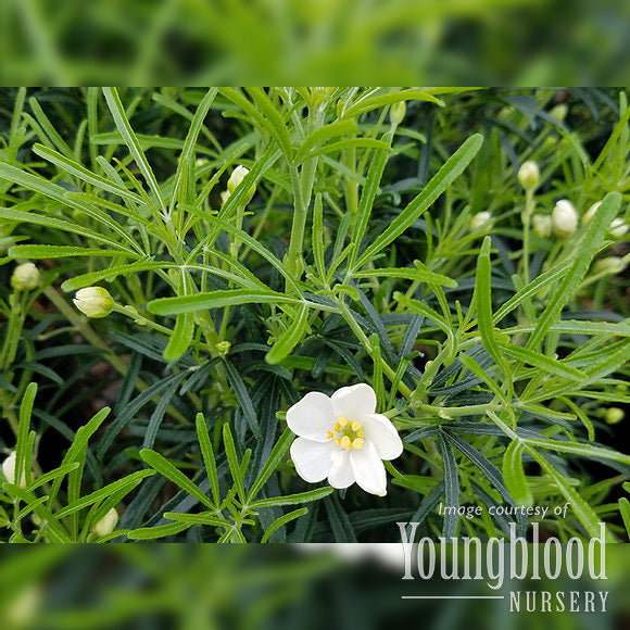 Choisya ternata 2gal Mexican Orange – Cornell Farm