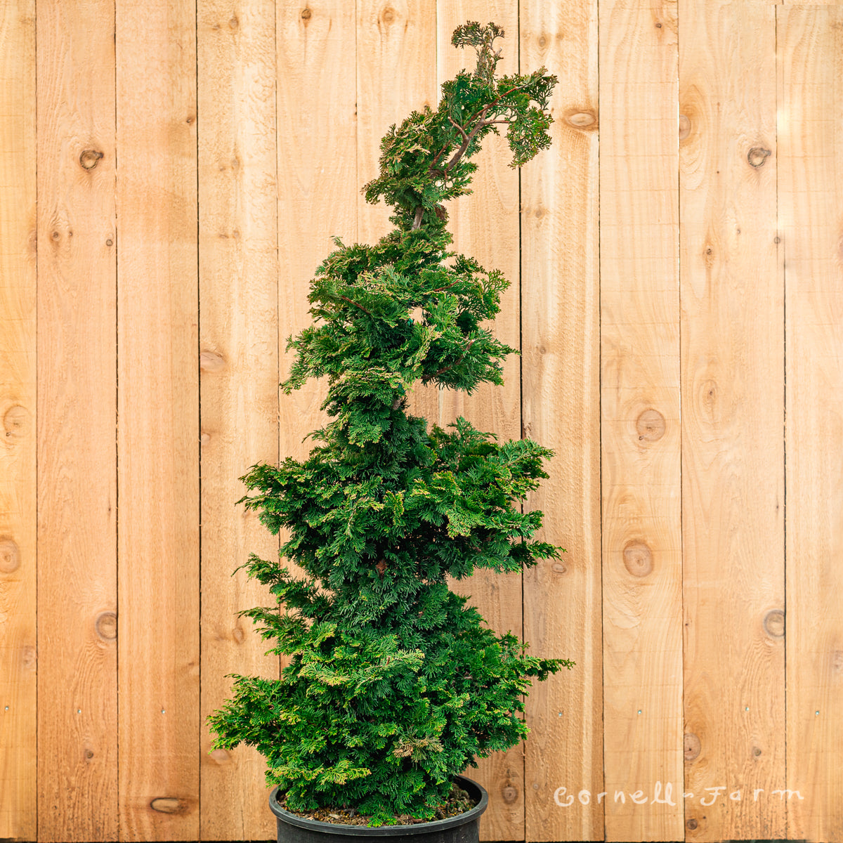 Oh~シャンゼリーゼ~ ・樹脂ノンホール Chamaecyparis o. Well's Special Hinoki Cypress 6gal – Cornell Farm