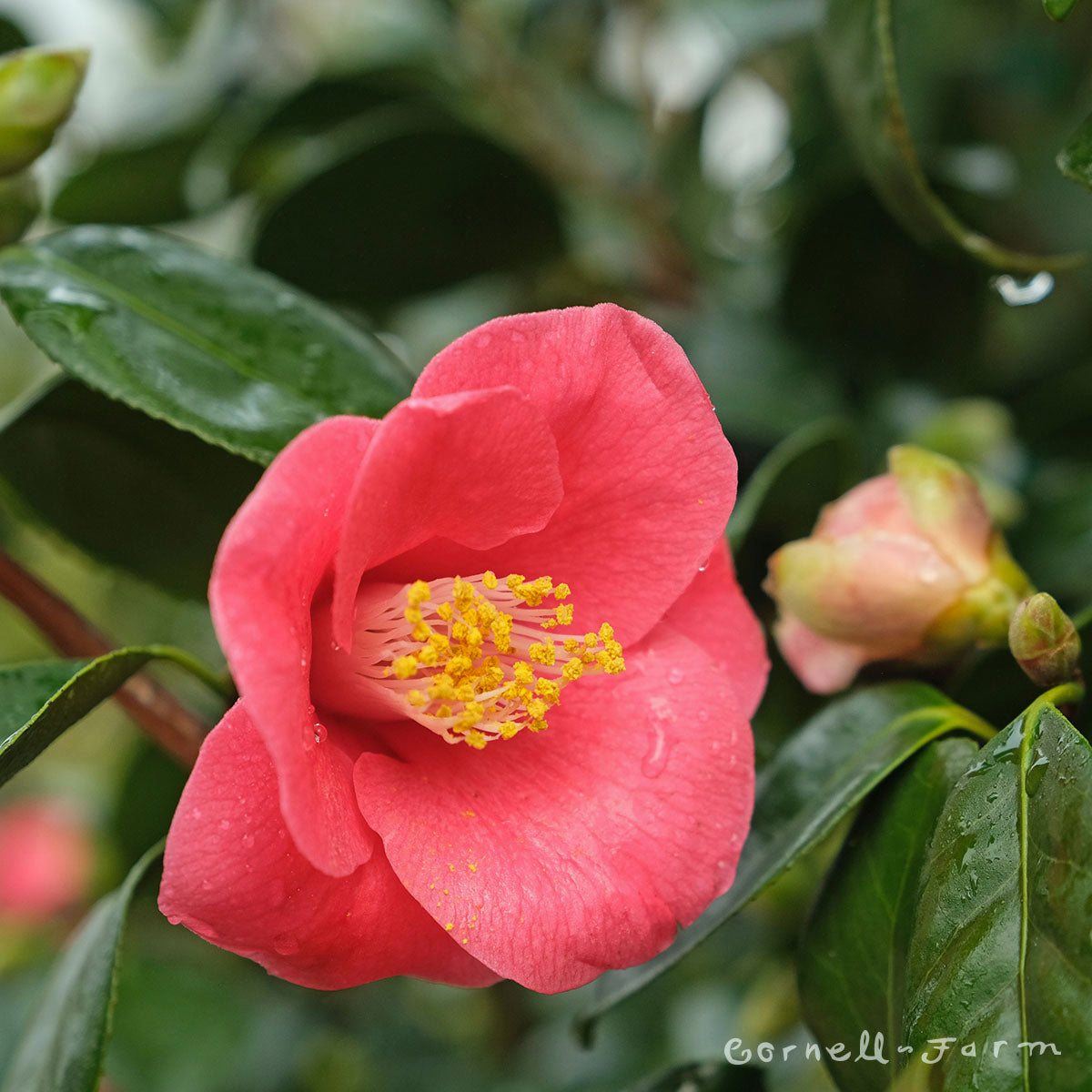 Camellia j. Unryu 10gal – Cornell Farm