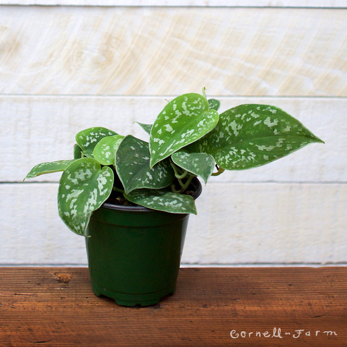 Scindapsus pictus 4in Satin Pothos