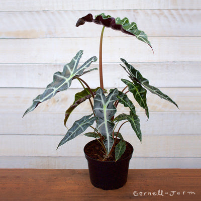 Alocasia 6in African Mask