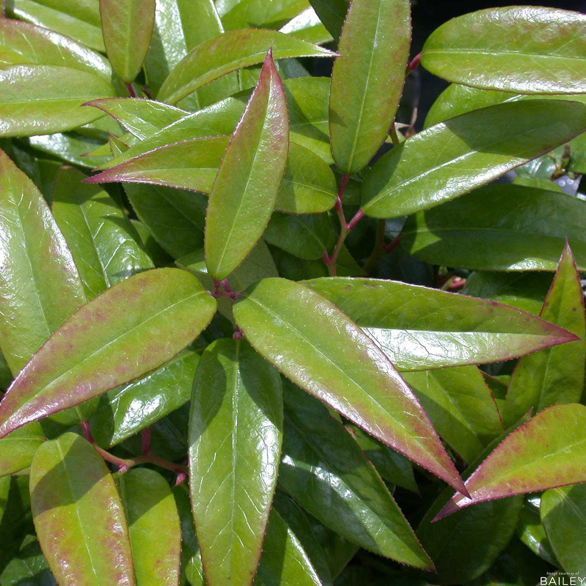 Leucothoe f. Scarletta 2gal