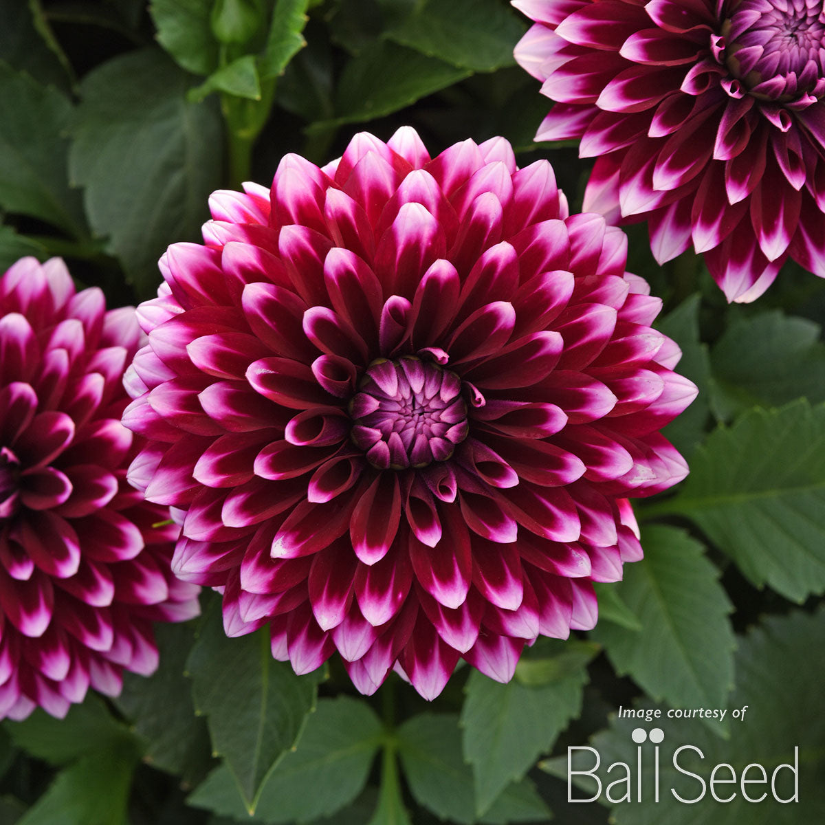 Dahlia Dalaya Purple + White 2gal CF – Cornell Farm