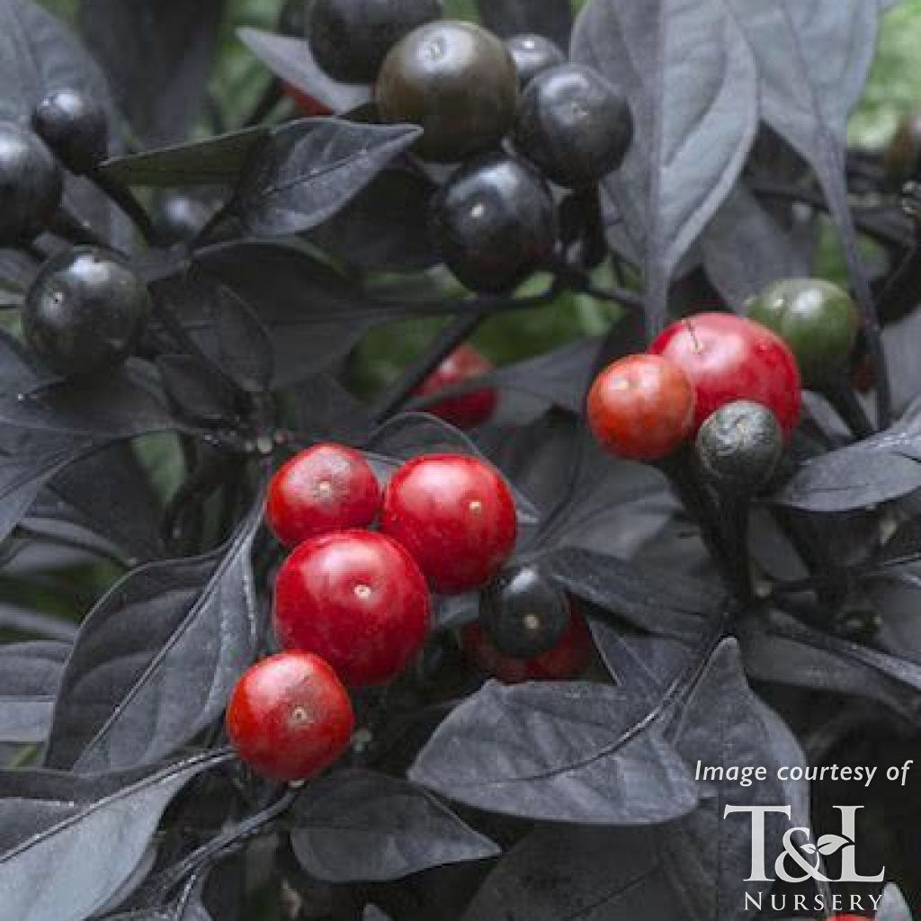 Capsicum Onyx Red 4in Ornamental Pepper Cornell Farm