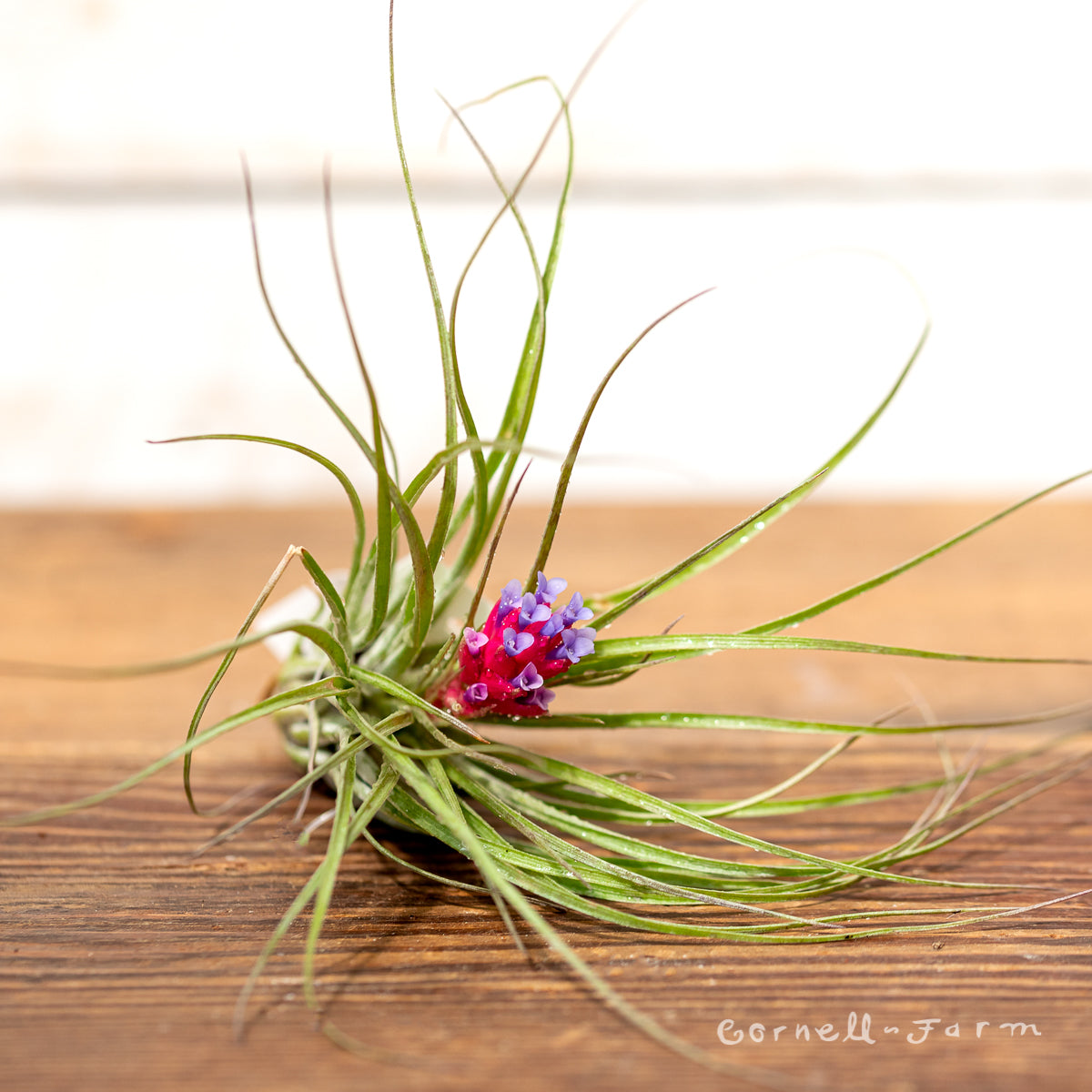 air plant stricta Tillandsia Stricta 6-7in Light Green – Cornell Farm