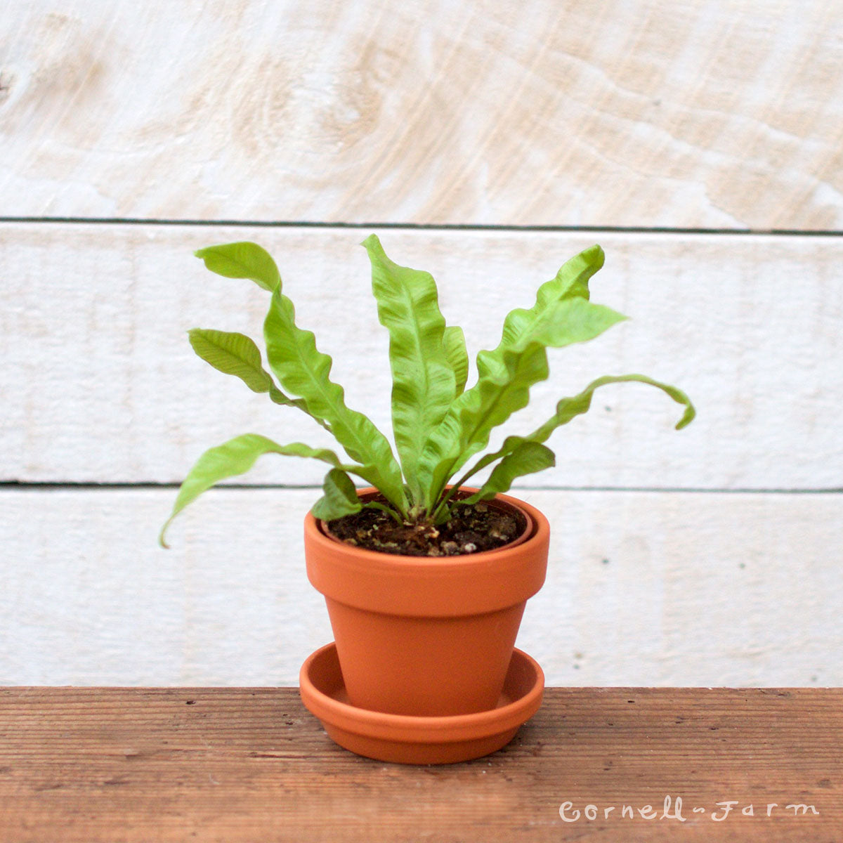 bird's nest fern crispy leaves Asplenium nidus 2in Crispy Wave Birds Nest Fern – Cornell Farm