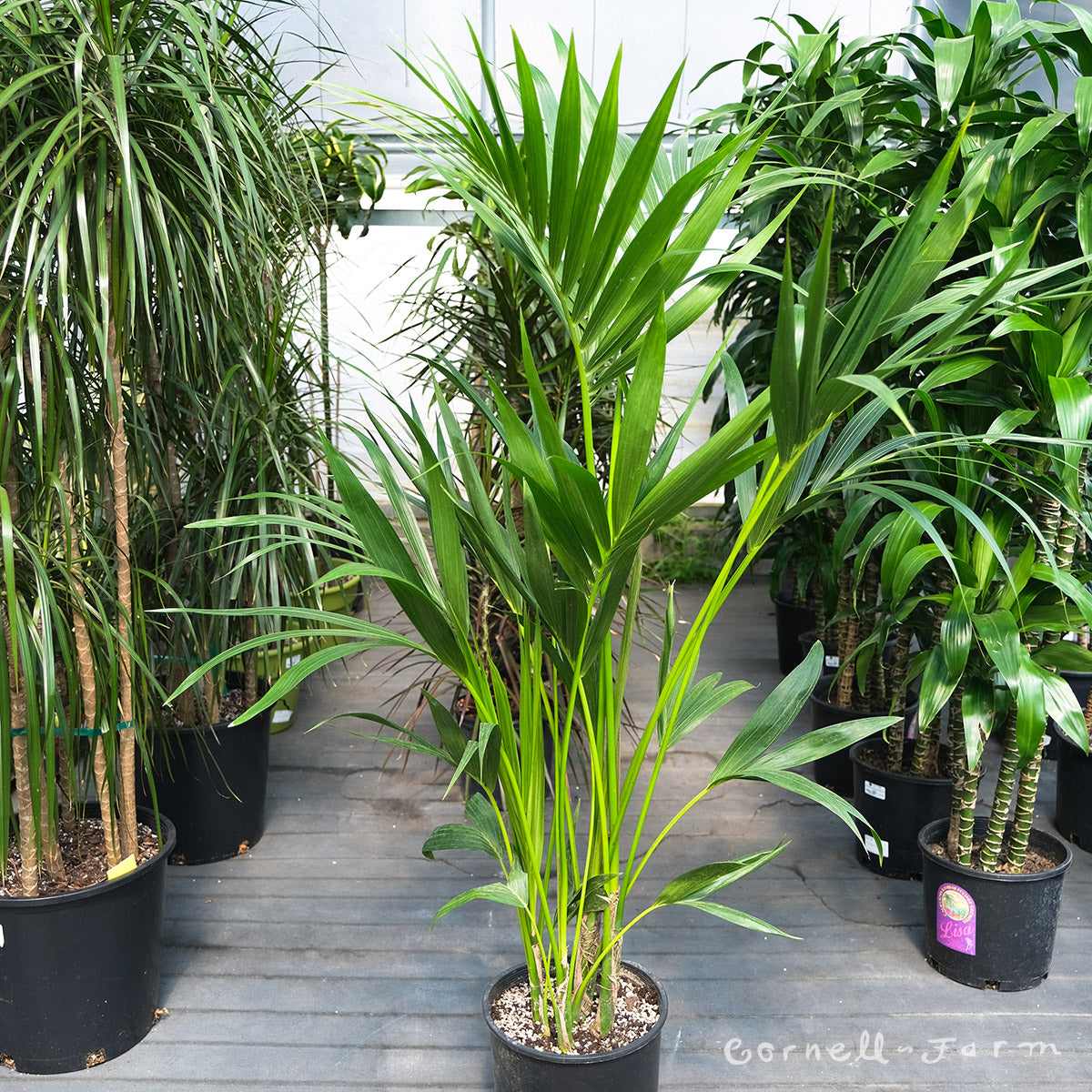 Howea forsteriana 10in Kentia Palm – Cornell Farm, image size:1200x1200