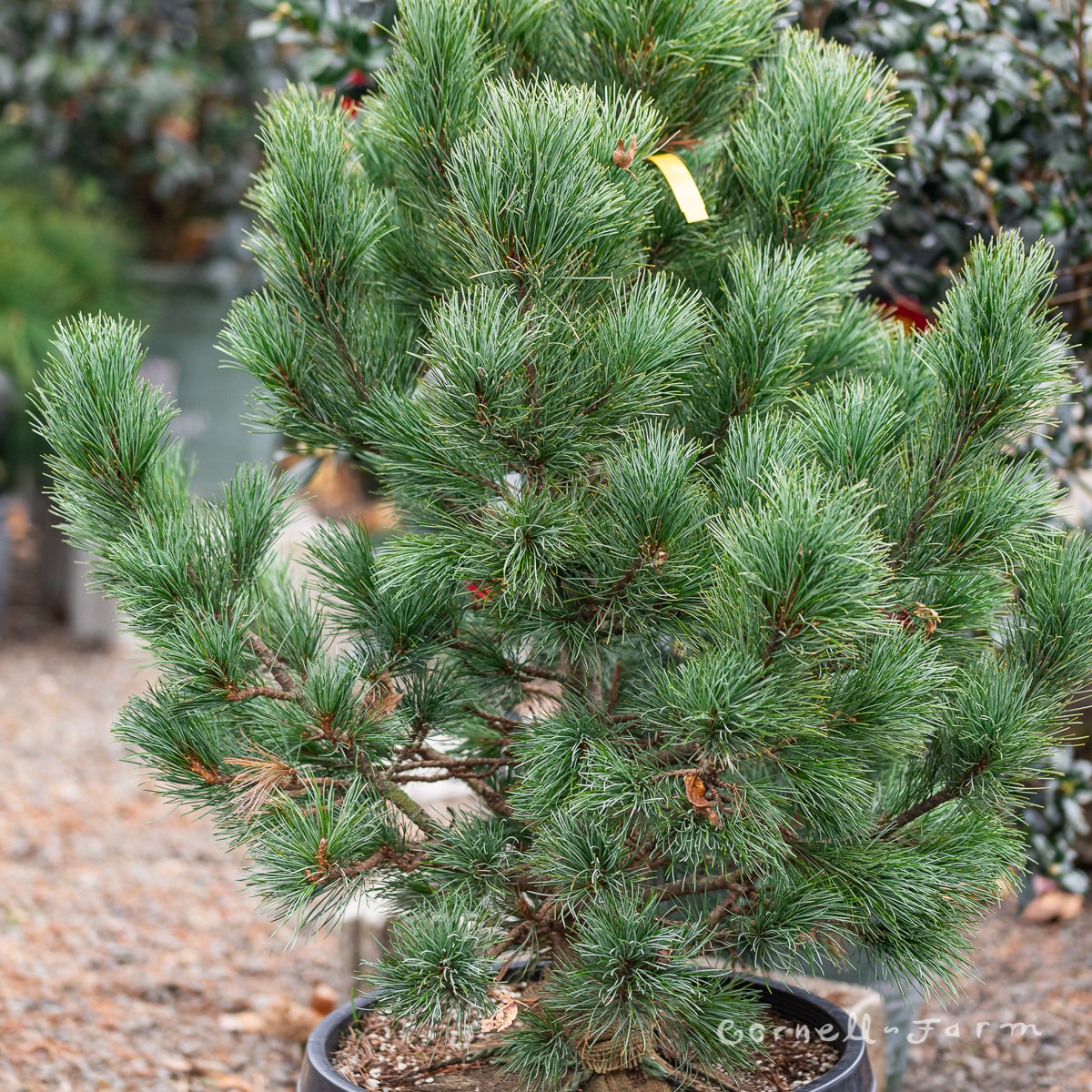 Pinus cembra Glauca Nana 30-36in.