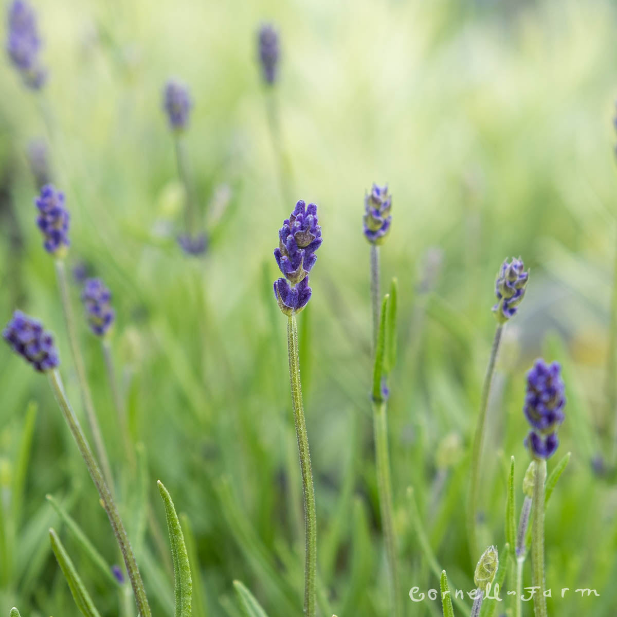 blue lavender plants Lavandula a. Avignon Early Blue Qrt English Lavender
