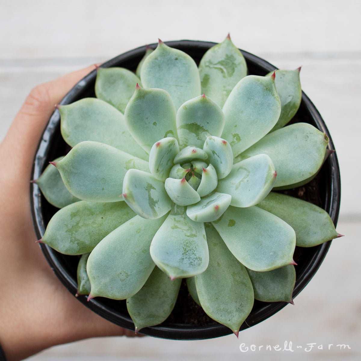 parva succulent Echeveria parva 4in