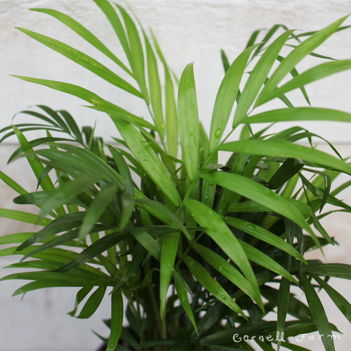 neanthe bella parlor palm Chamaedorea elegans 10in Neanthe Bella Palm