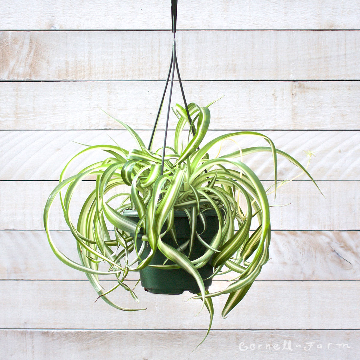 spider plant curly Chlorophytum comosum 6in Curly Spider Plant