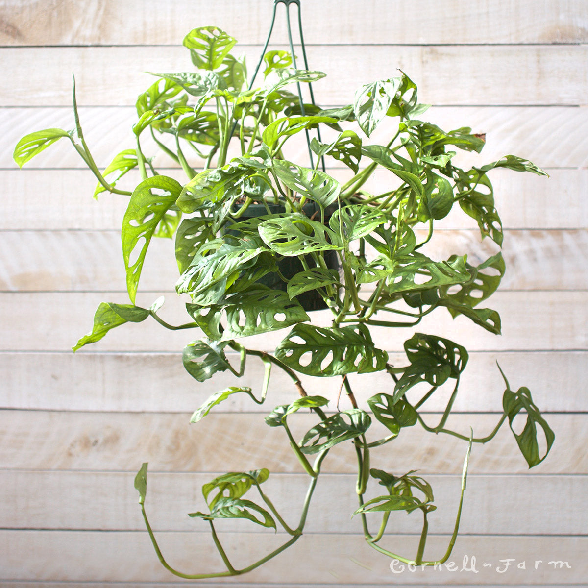 Monstera adansonii 6in Swiss Cheese Vine – Cornell Farm
