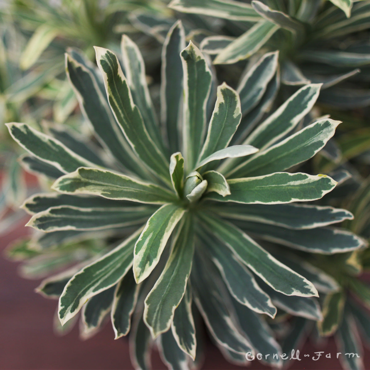 euphorbia silver swan plant Euphorbia Silver Swan 1gal