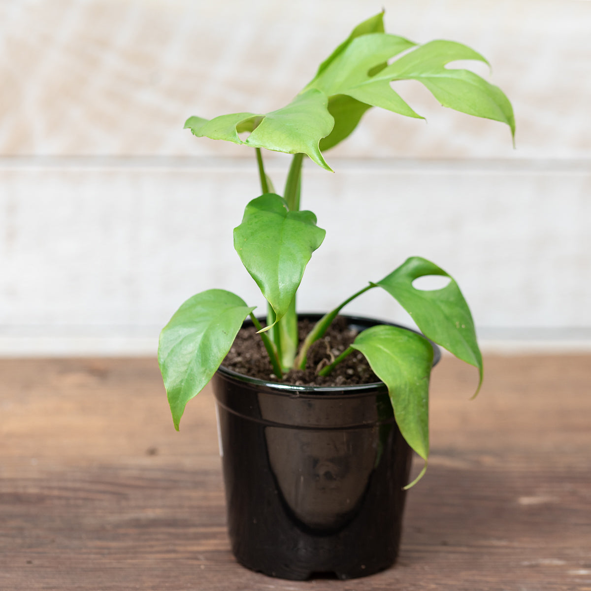 Rhaphidophora tetrasperma 4in Mini Monstera
